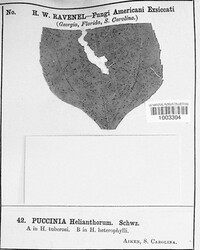 Puccinia helianthorum image